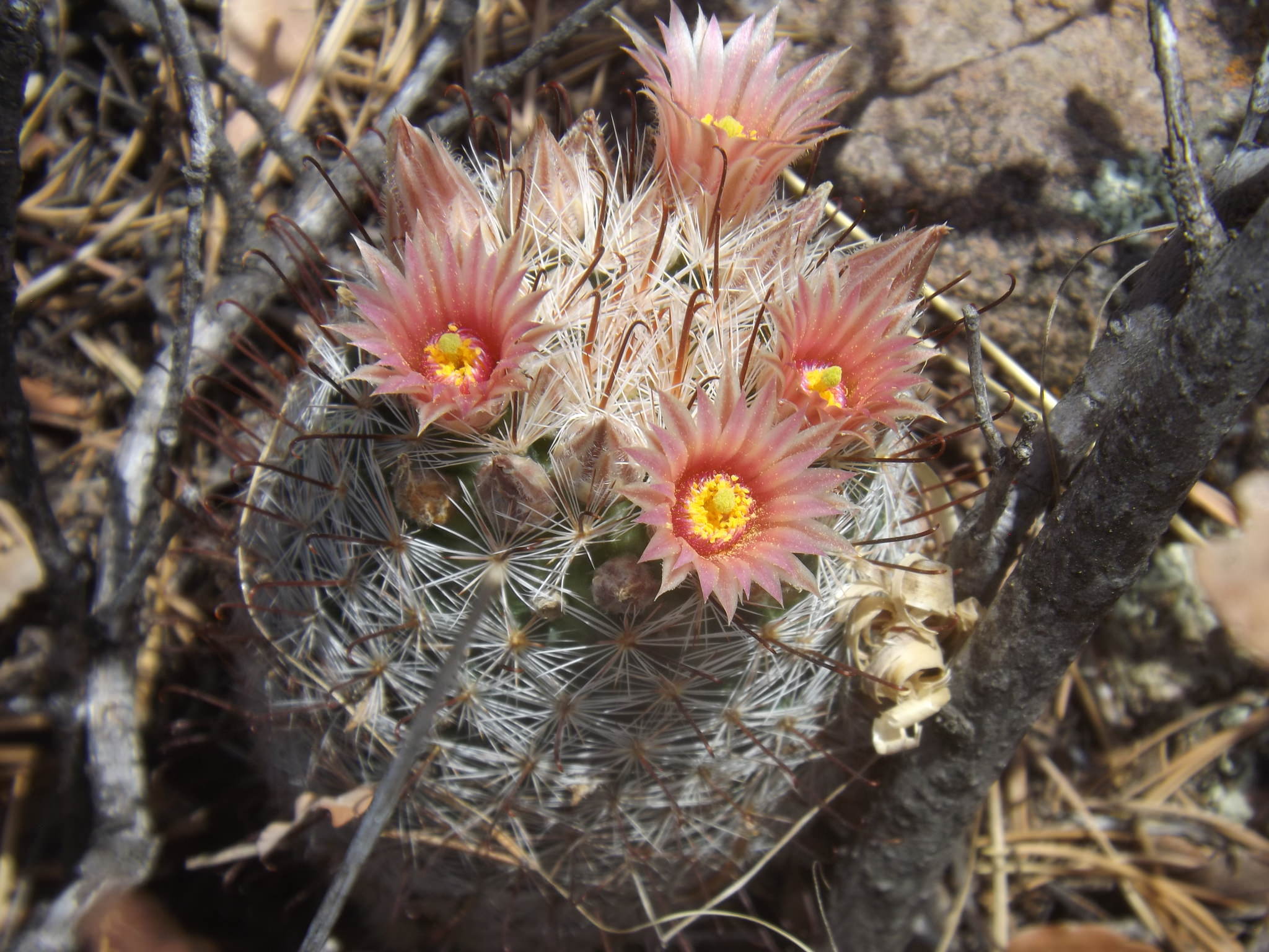Mammillaria barbata